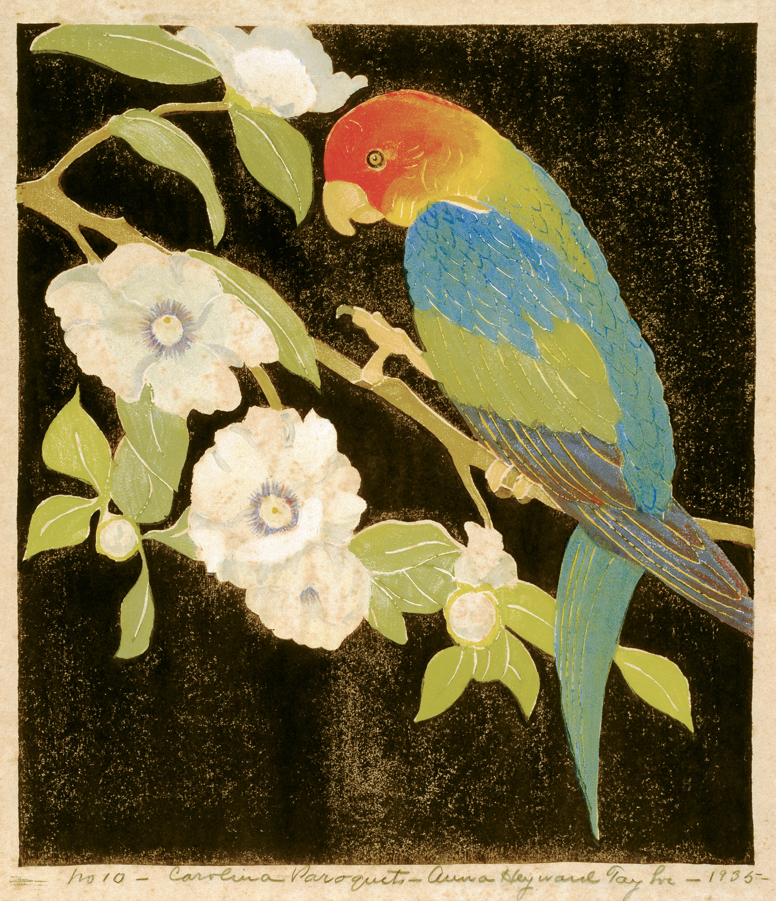 Carolina Paroquet (woodblock print on paper, 1935) by Anna Heyward Taylor
