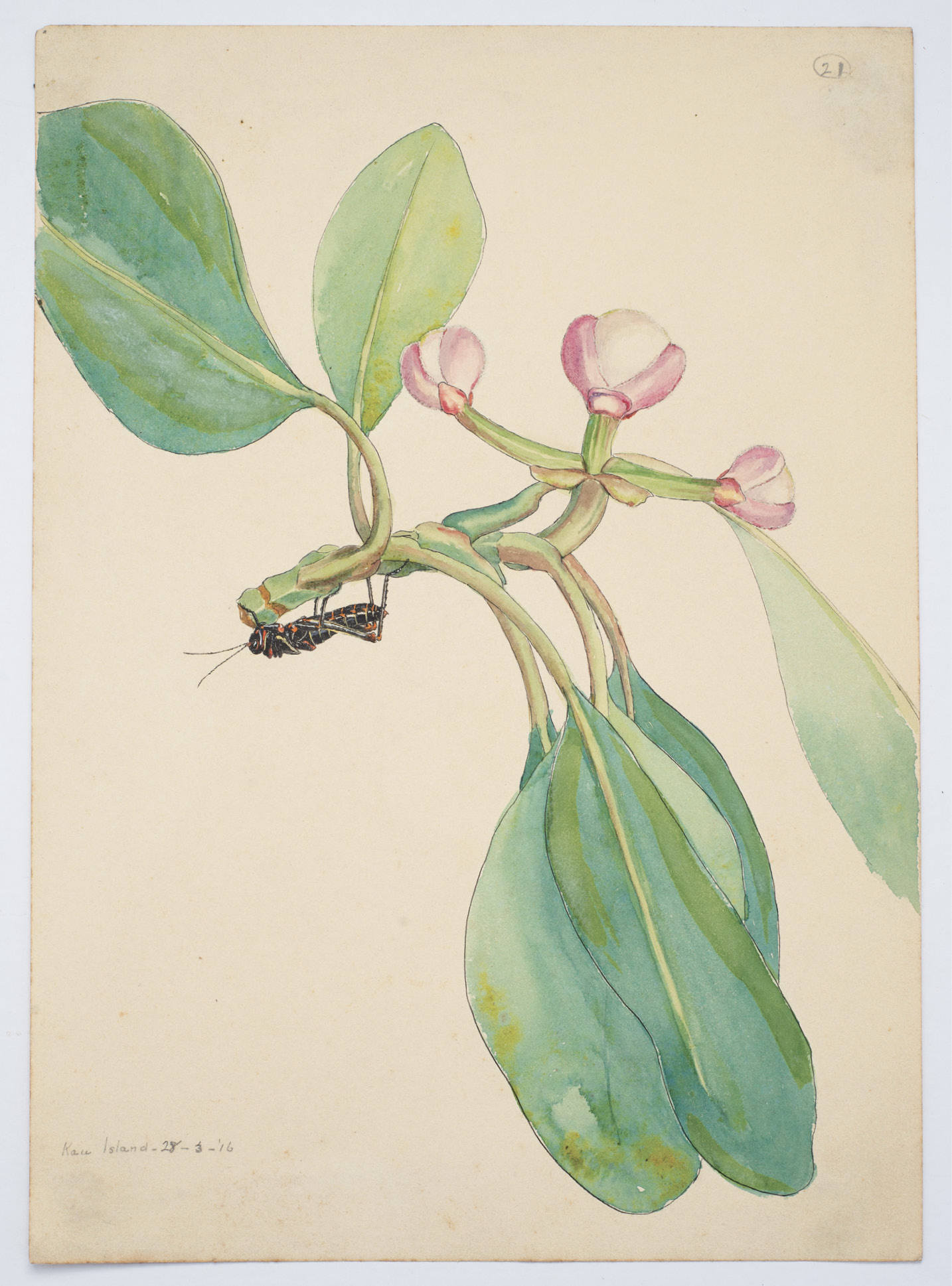 Taylor’s 1916 watercolor of an unidentified plant, possibly Clusia grandiflora