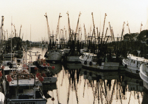 Shrimp boats clustered on Shem Creek.