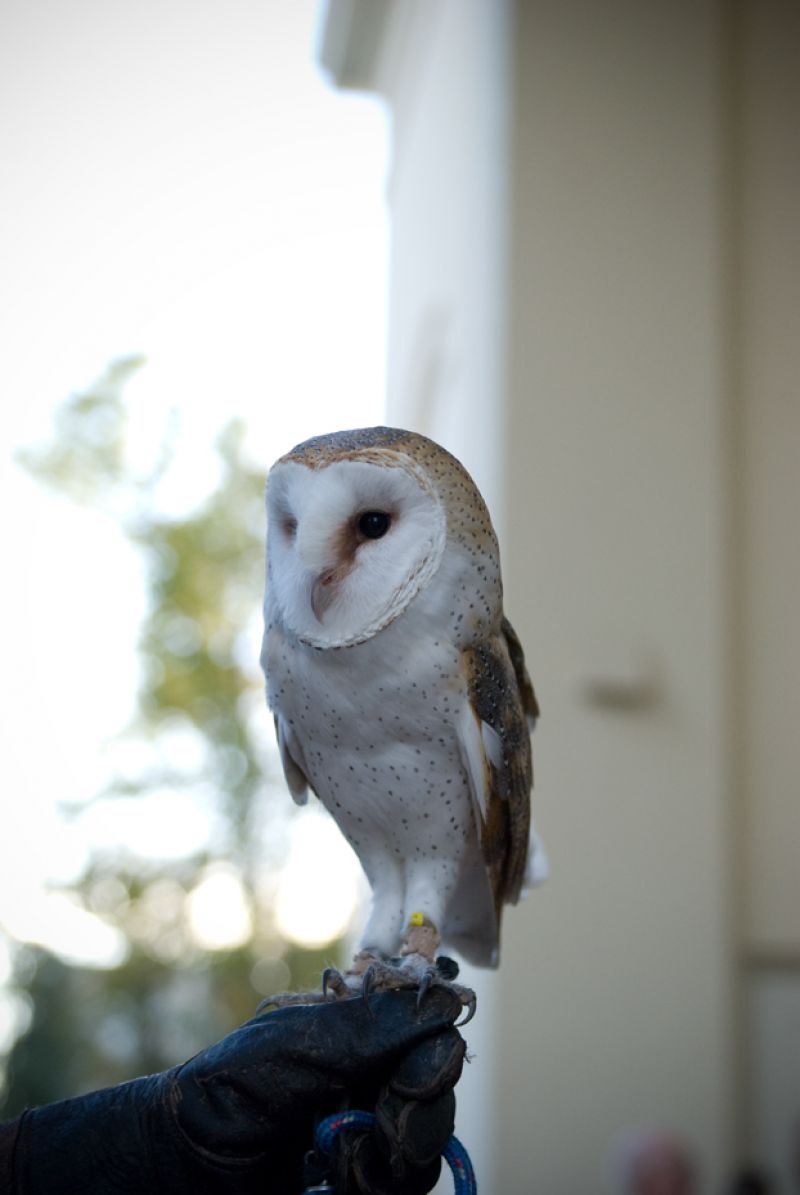 A barred owl helped greet guests at the entrance