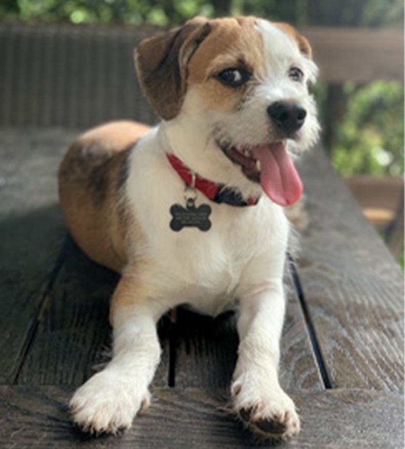 Tough Pup: “Nylabone makes the only toys our eight-month-old terrier mix, Liam, hasn’t been able to destroy.”