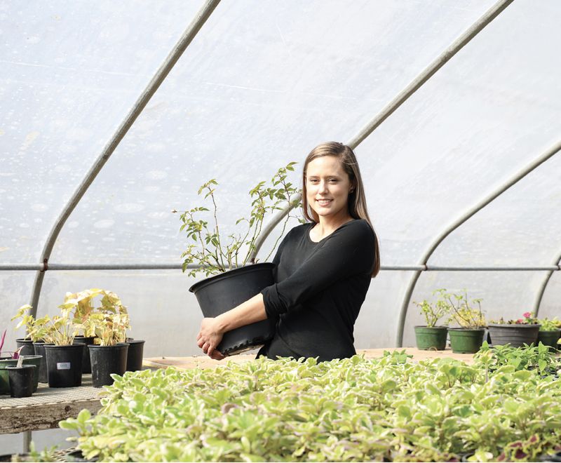 ‘Lamarque’ presides at Boone Hall Plantation, where Knopf’s rose garden is tended by lead horticulturist Katie Dickson. “We maintain genetic clones of the roses in the greenhouse and nursery. You have to have backups of historic material in case something should happen—whether a hurricane or leaf spot,” says Dickson.