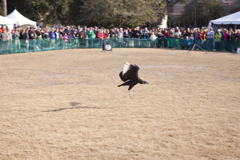 A Black Vulture, often seen scavenging on South Carolina roadsides, is seen showing off his black feathers.