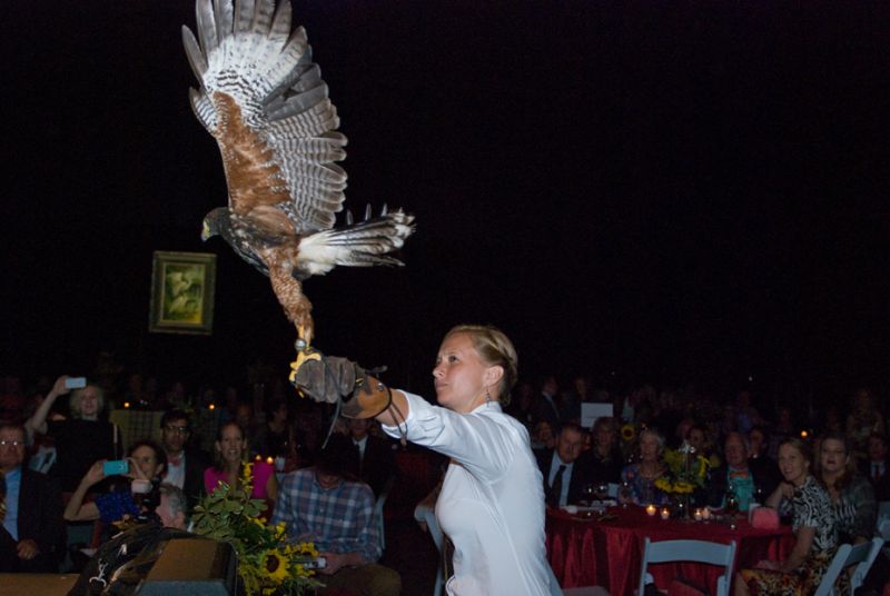 Yellow billed kite