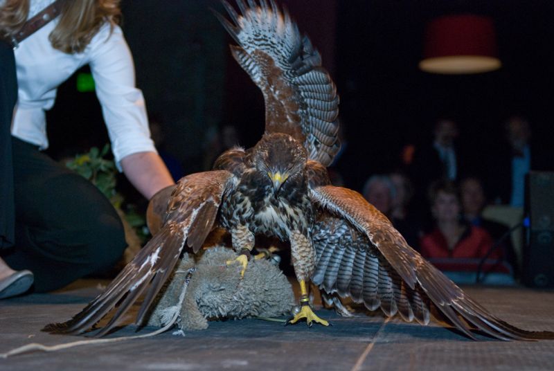 A yellow billed kite captures a (fake) rabbit