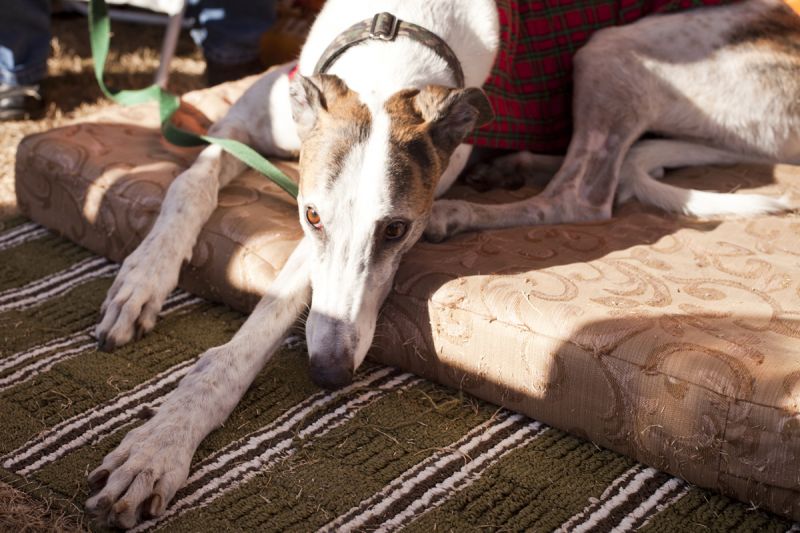 DJ waits to find his forever home at the Greyhound Pets of America tent.