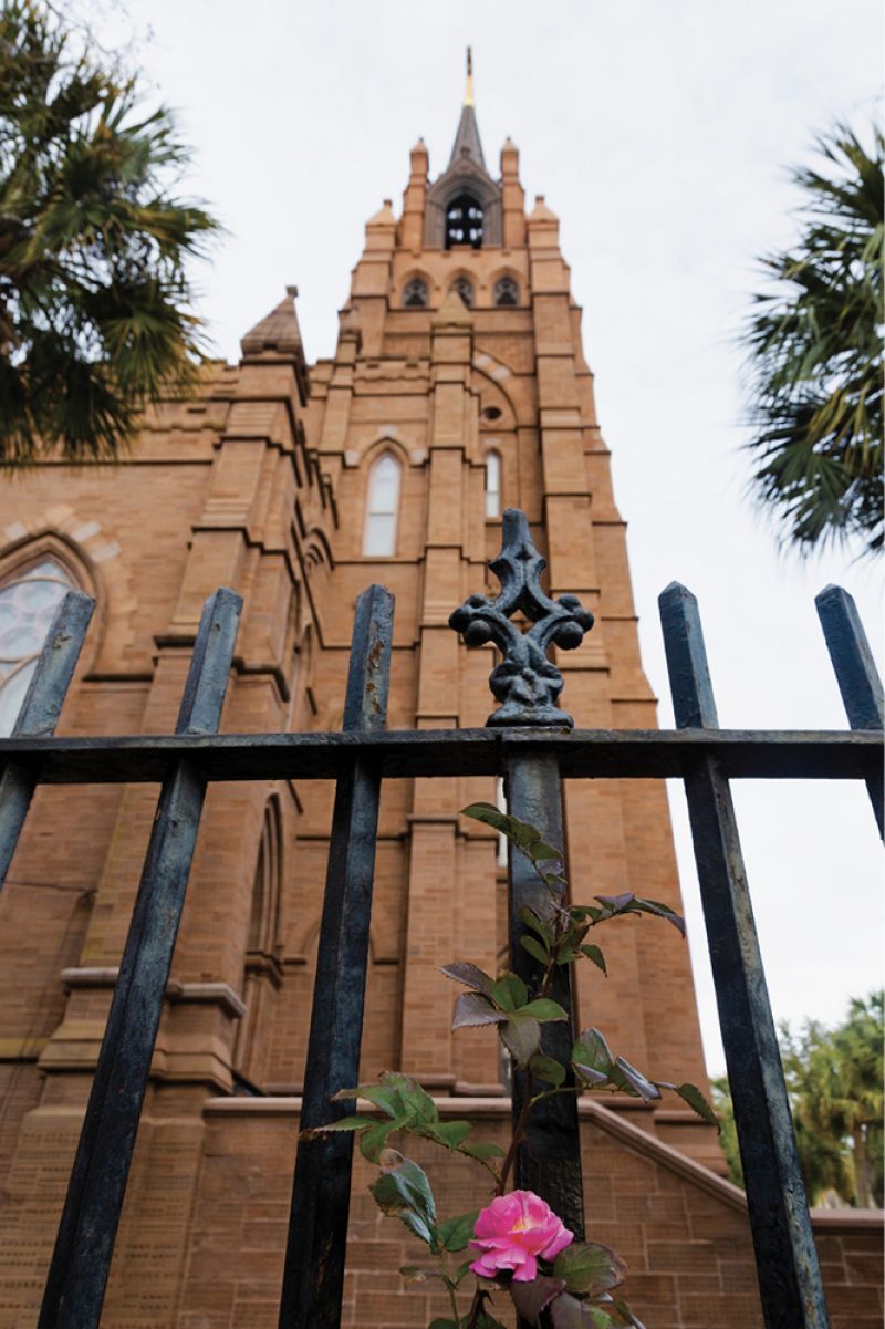 The pre-1835 ‘Fellenberg’, one of only a few dark-pink Noisettes, brightens views of the Cathedral of St. John the Baptist on Broad Street.