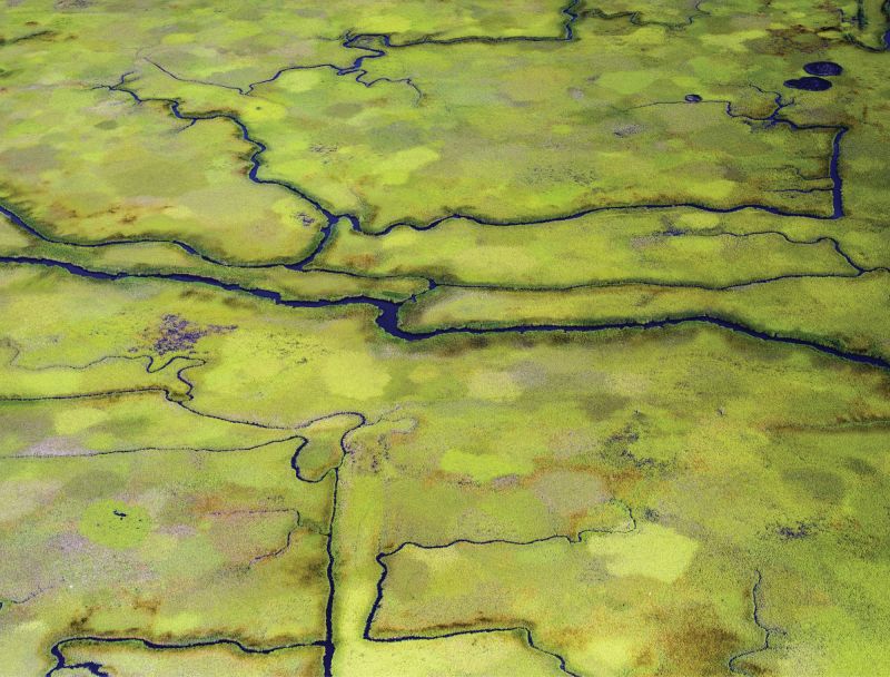 Coastal Wetlands at Tom Yawkee Wildlife Preserve  (Georgetown; July 2, 2015)