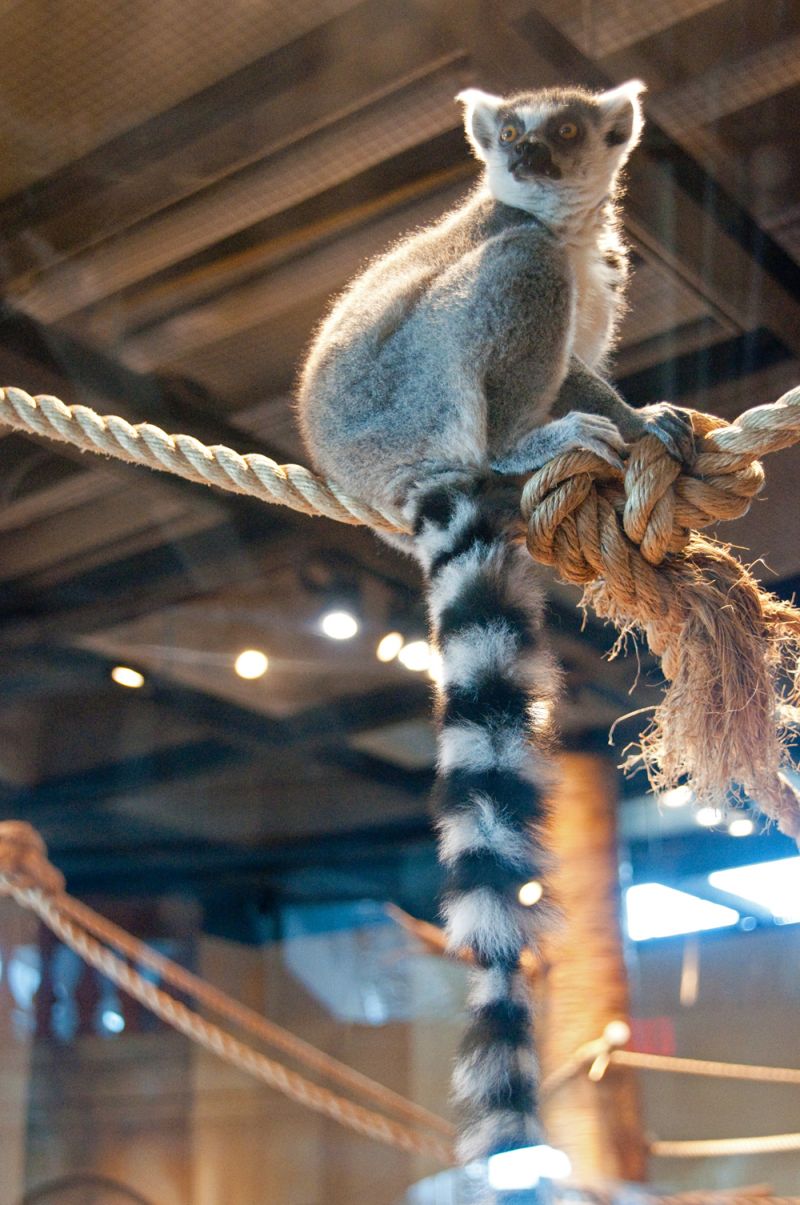 A lemur looked on from his perch during the book signing.