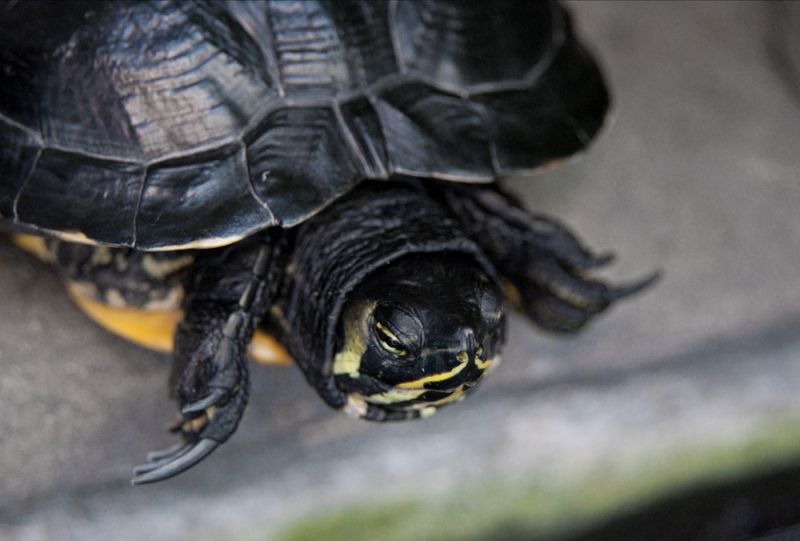 A small turtle poked his head out at the mention of the Sea Turtle Rescue program.