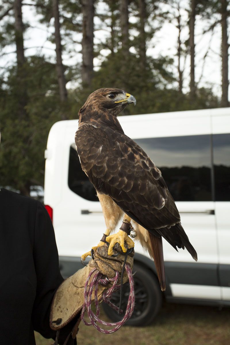 Red-tailed hawk