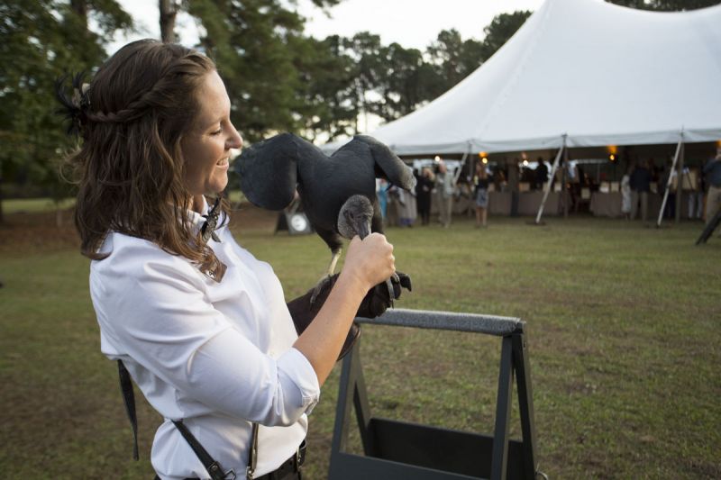 A staff member with the Center’s black vulture