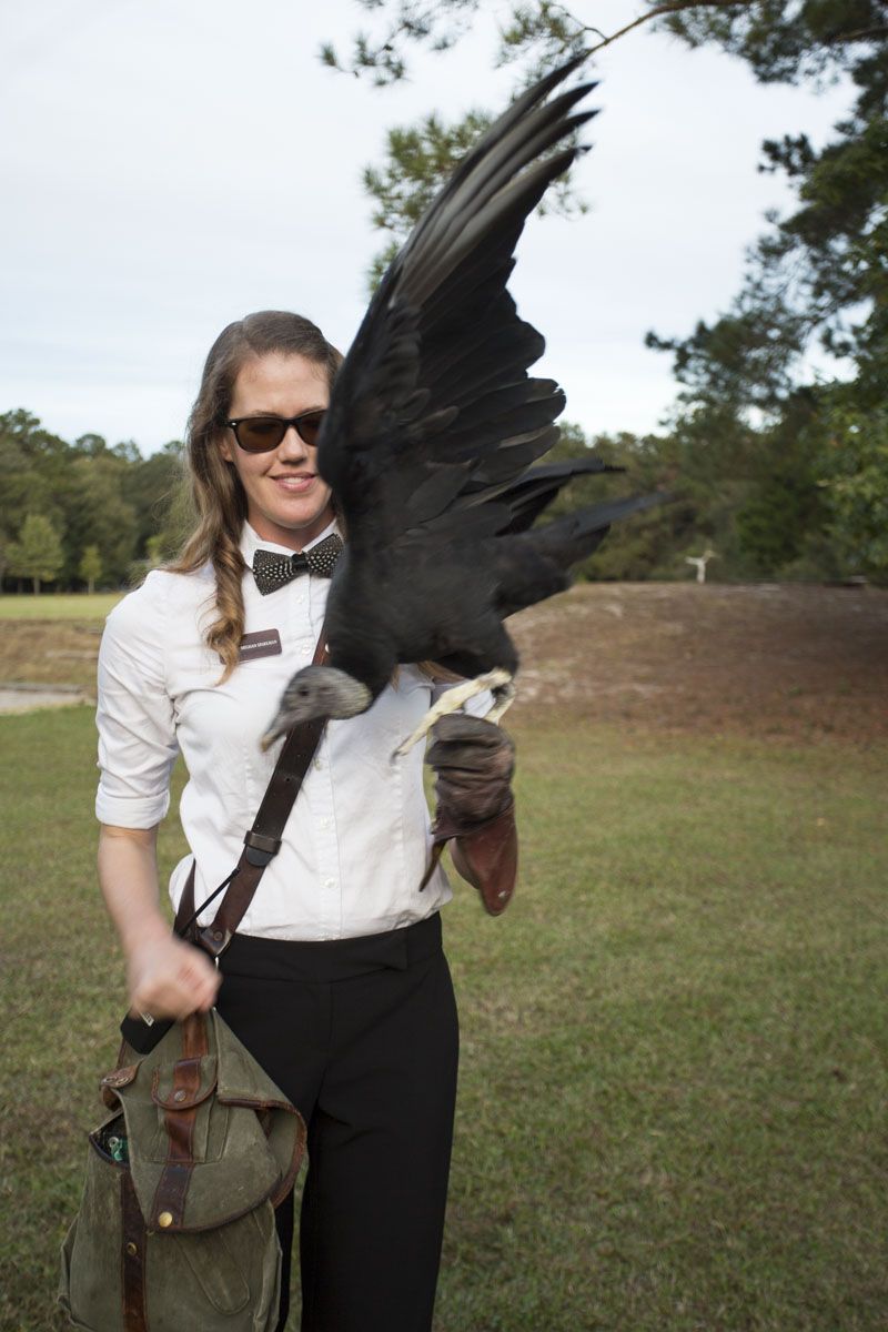 The black vulture in mid-flight