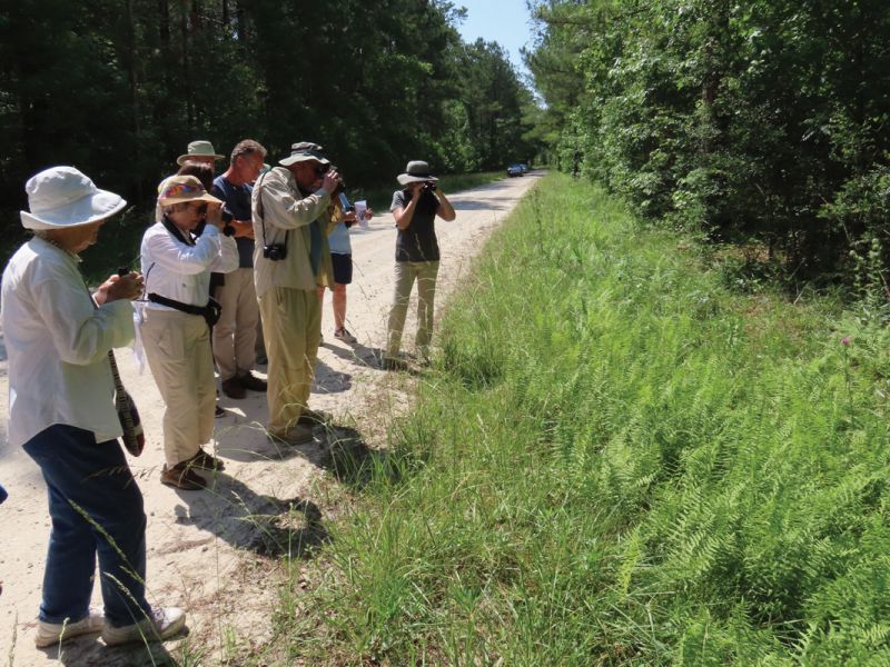 Beyond conservation easements, EIOLT protects the natural environment through ongoing educational programs for both children and adults; an expert-led butterfly walk in the Francis Marion National Forest