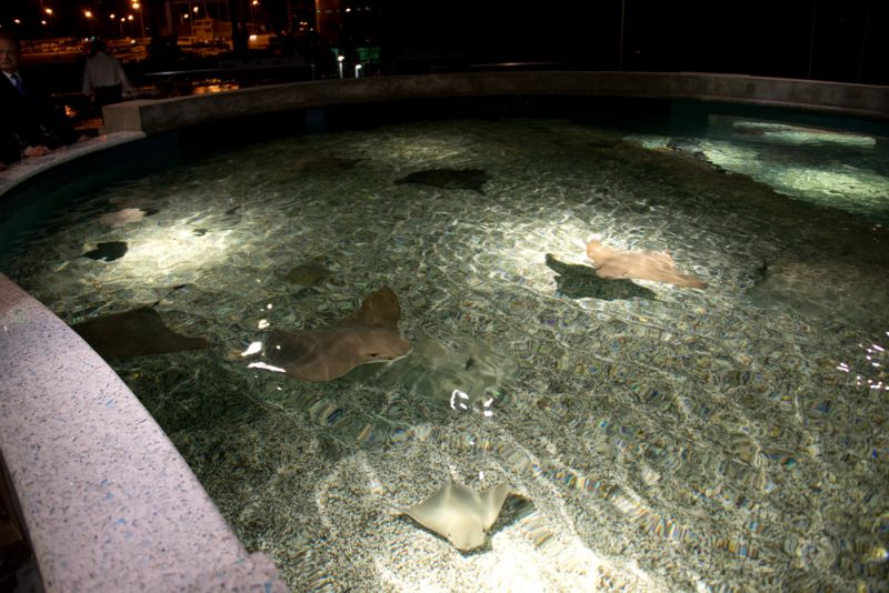 Sharks swam around in the new exhibit.