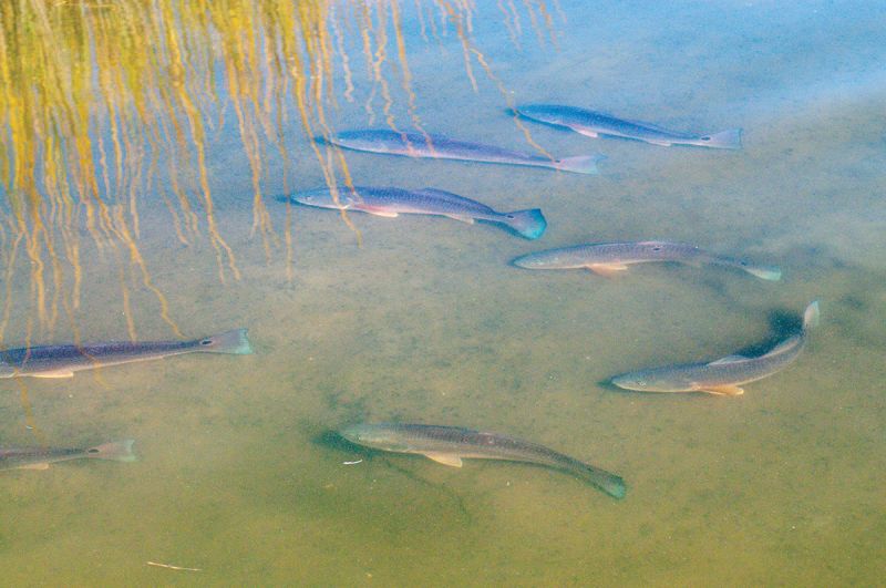 Local waters begin to clear in the fall, making it easier to spot gathering schools of redfish at various tides.