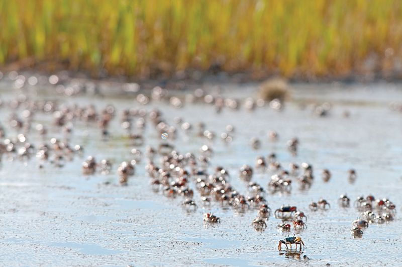 Fiddler crabs, a favorite snack of redfish, scurry across the mud at low tide. When the water returns, they will go underground or be eaten.