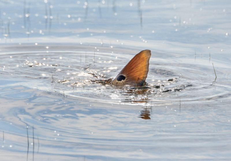 The redfish’s telltale spot