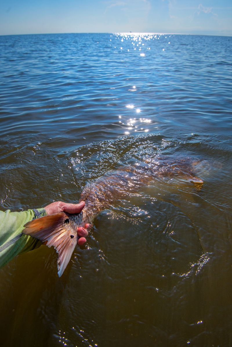 ...handling the fish with care and fully reviving them before releasing back in the water.