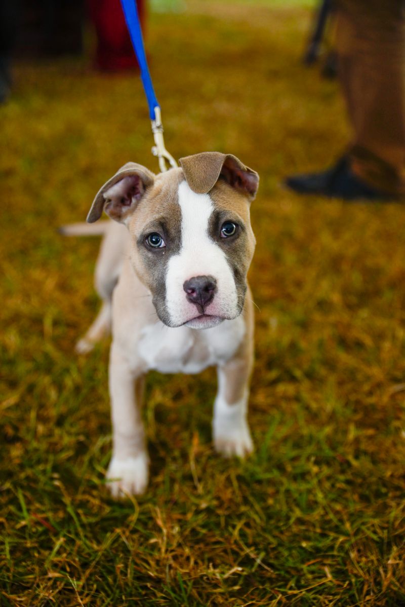 Guests brought furry friends along to enjoy the festivities.