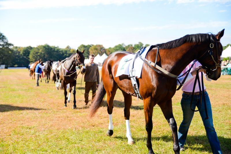 Horses were led during the showcase.