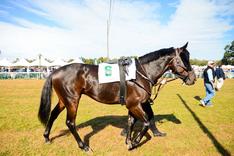 Beautiful horses featured in the showcase