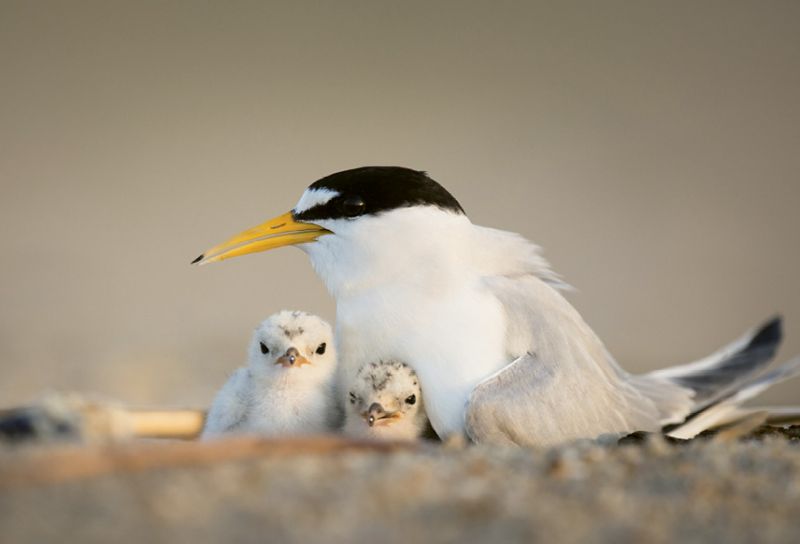 Least Tern (Sterna antillarum) - In the summer, tern chicks left alone for mere minutes can succumb to the scorching heat. Give them a better shot at survival by not disturbing birds on the beach. Learn more about seabirds at <a href="https://www.allaboutbirds.org/">https://www.allaboutbirds.org/</a>.