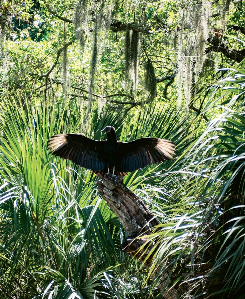 A turkey vulture warming in the sun.