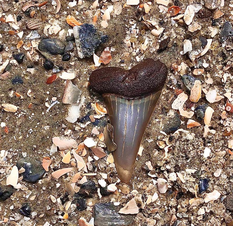 Shark teeth abound on Folly, but searchers are likely to have luck looking near the pier.