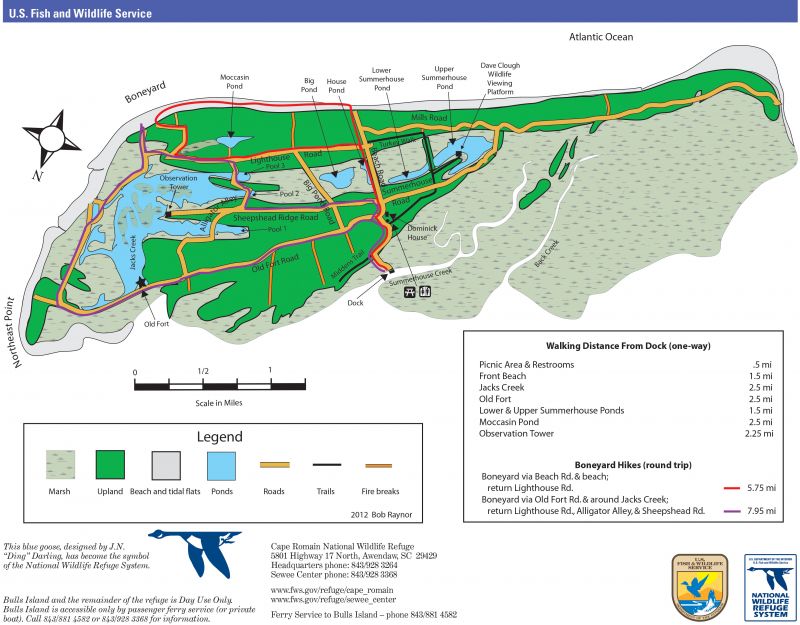 Twin Isles: If you superimposed a map of neighboring Isle of Palms over that of Bulls Island, the two are nearly doppelgangers. “The difference is one is fully developed, leaving nowhere for beaches and marshes to naturally migrate,” explains Annie Owen of Coastal Expeditions, which runs the ferry service from Garris Landing in Awendaw. The journey itself is a 30-minute ecotour, and upon landing, visitors can explore 16 miles of trails and seven miles of shoreline for a half or full day.