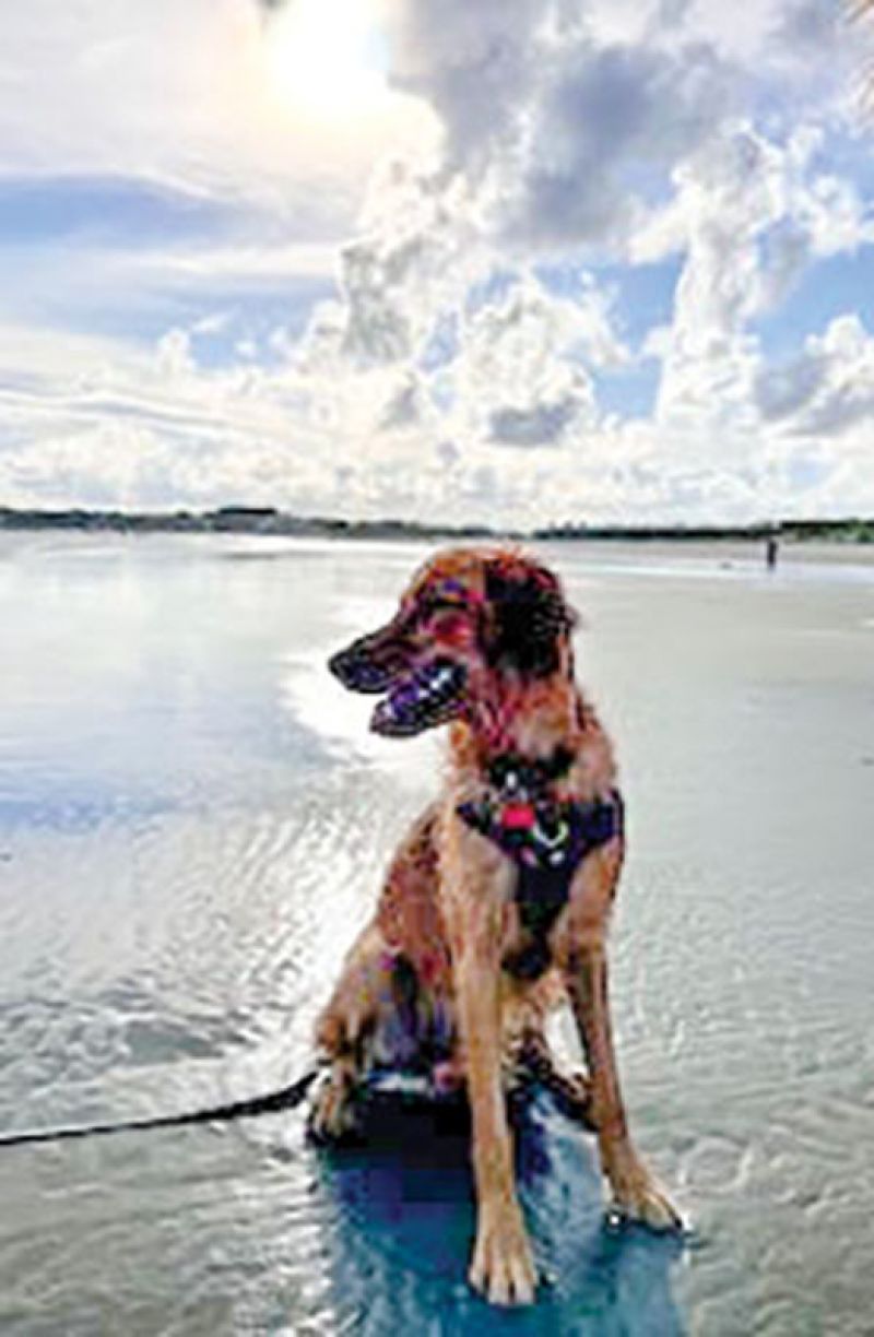 dBeach Time:  “Traveling the world is great, but our coastline is pretty special, too. Especially when someone will play bocce with me.” (Pictured: family pooch Ridley at IOP)