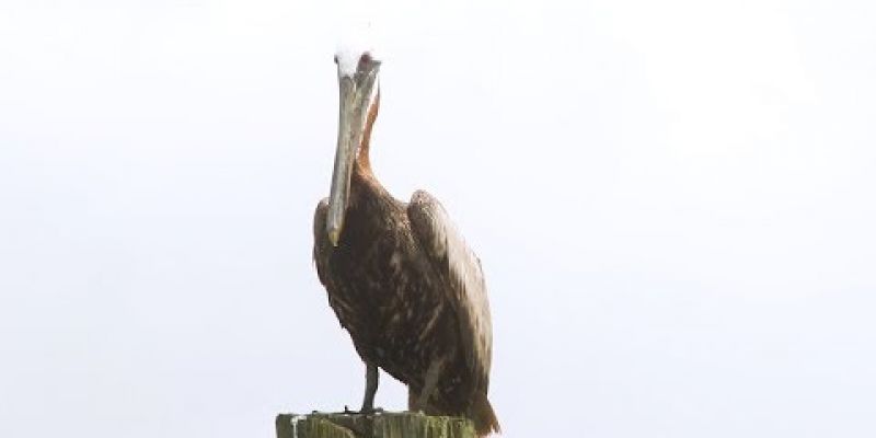 Embedded thumbnail for So Charleston: Brown Pelicans